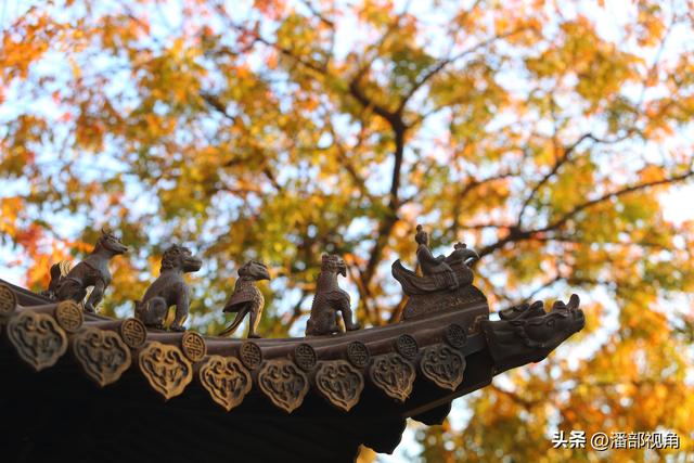 苏州石壁永慧寺，冬日金灿灿的世界，这里的古银杏和寺庙完美组合