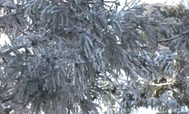 冷空气来袭！庐山、梅岭今冬首次出现雾凇