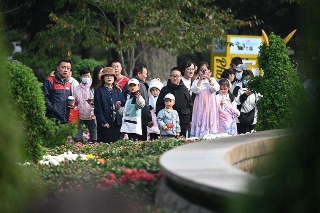 仪式感拉满 中山公园第41届菊展邀你共赴秋日之约