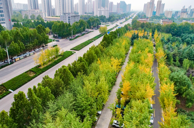 金黄的银杏、火红的枫叶……邢台市区秋叶观赏指南来了！