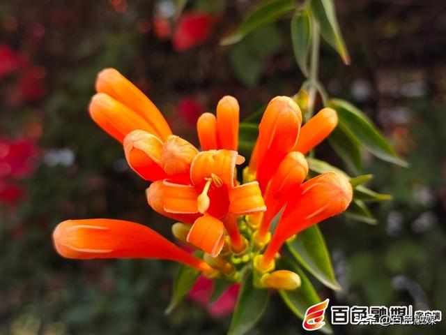 冬末春初赏佳景，百色城区炮仗花进入最佳观赏期