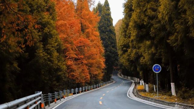 当你用《疯狂动物城》的视角打开恩施