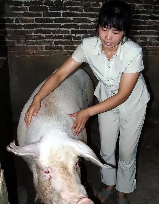 中国养猪最多，为啥本土猪快灭绝？问题出在“外来猪”身上