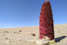 尺寸缩短，不够强硬？中医这两招直达病根，让你长驱直入！图片