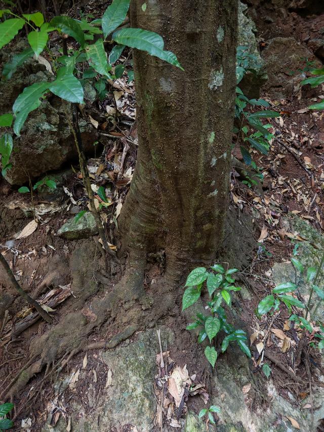 侧耳听鸟语，放眼觅花魂——游勐远仙境