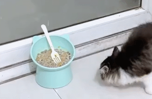 猫咪为什么在食物旁做出埋屎动作？