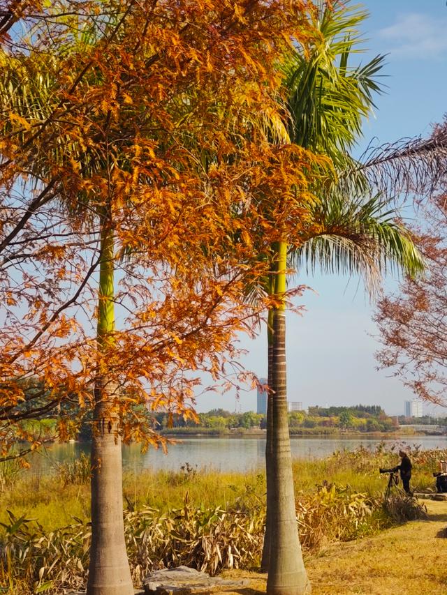 到柳东龙湖，走进一季的“黄橙红绿”→