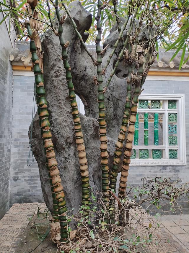 2026广东温暖之旅：黄埔军校旧址、顺德清晖园、华盖路