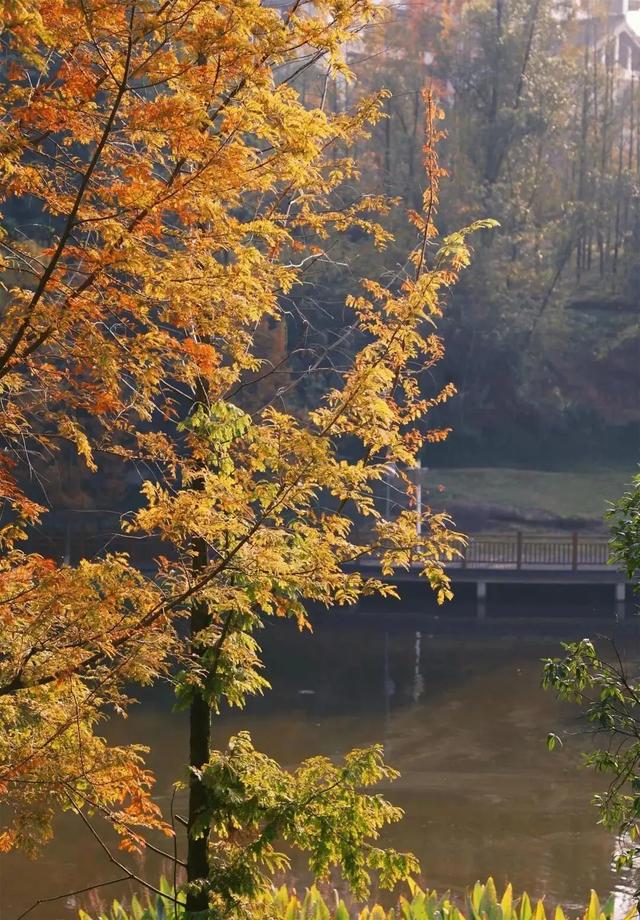 最高气温20℃!重庆人快来这些公园晒太阳
