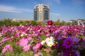 人生建议！上海秋日不可错过的5个人文拍照圣地：碎花裙花海、美拉德墙、落叶缤纷图片