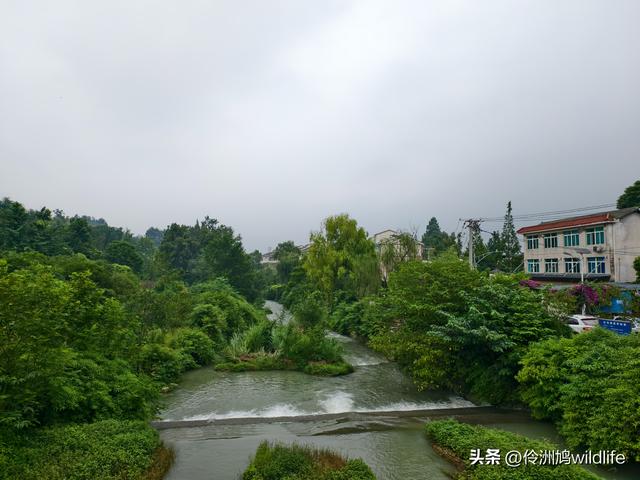 成都徒步（69）·彭州篇⑯法藏寺环线（桥断未走通）