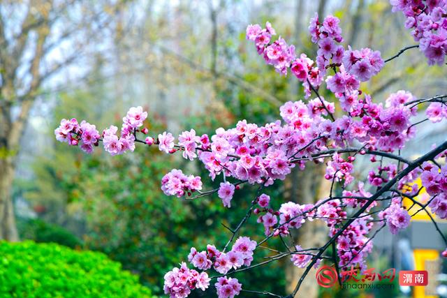 赴春约！赏花正当时，来渭南邂逅浪漫春光（组图）