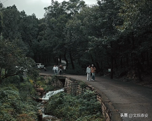 泰安市区竟藏着《卧虎藏龙》同款竹林！马上爆火，还有肥猫可rua！