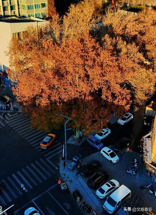 Citywalk街拍点+1！解锁泰安过冬究极浪漫，这条路也许离你不远~