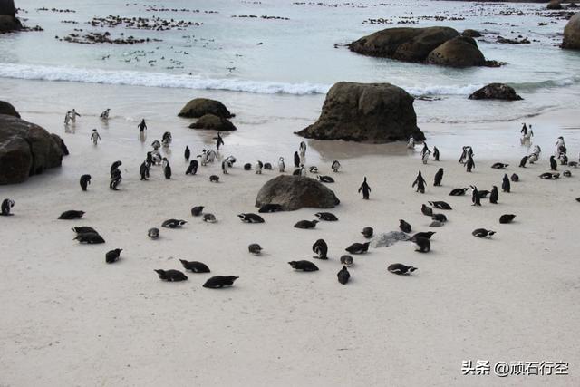 南部非洲：南非开普敦企鹅岛