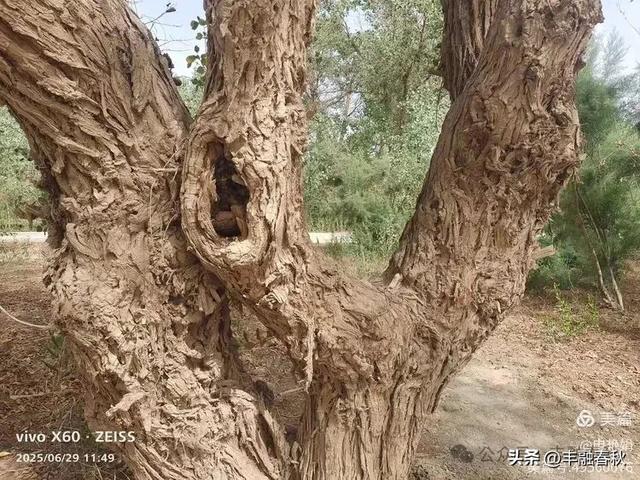 探秘新疆巴楚红海景区：自然与人文的交响｜ 申艳娟