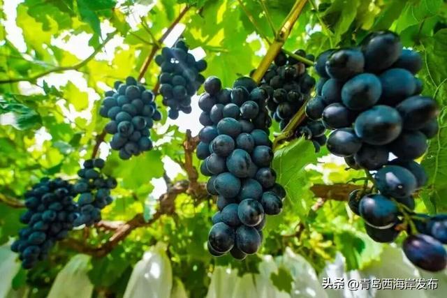 开炫！西海岸秋日“萄”宝指南来啦→