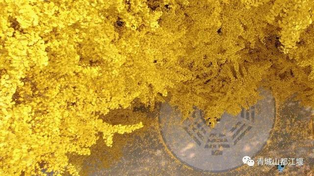 美疯！我就说初冬的都江堰有真东西！