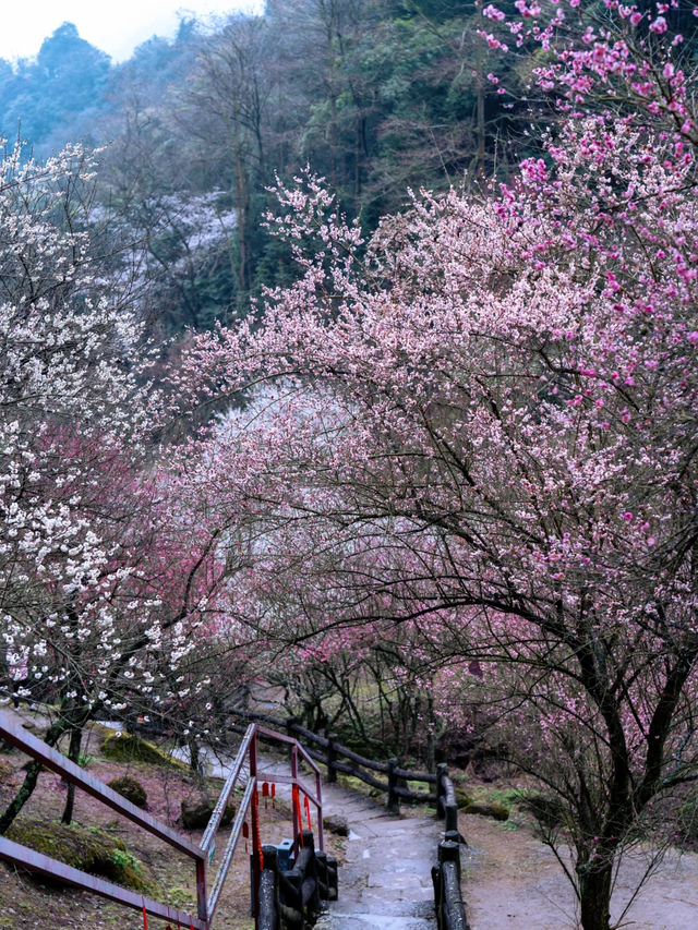成都青梅花已开，10条爆火赏梅徒步线亲子友好，速速收藏！