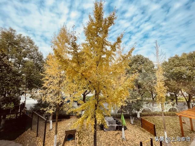 奉浦校园初冬美景大赏，你家娃的学校藏着这样的冬日浪漫