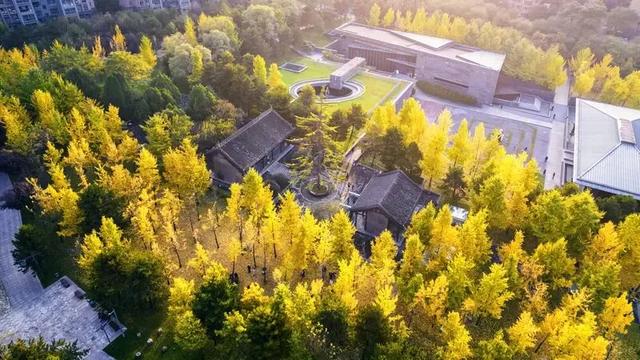 顶流回归！西安5个绝美银杏打卡地！