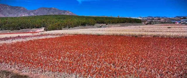 进度已达90%！呼和浩特进入全盛期！最近每天都不一样，呼市人抓紧出门