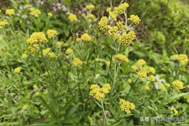 田野里的“草中燕窝”，开花正当时，懂它的人都在摘，泡茶好处多图片