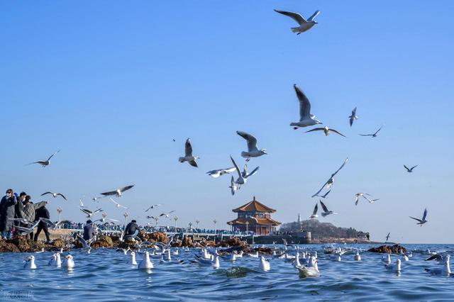 全部免费！青岛0元看海，赏无敌海景，青岛7处免费看海地不可错过