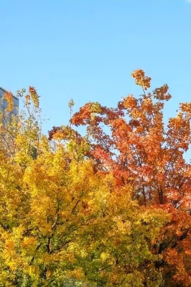 速来！海淀这份含“金”量超高的攻略请收好→