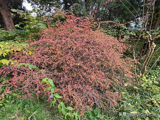 从童年嬉闹到诗意园林——一个北京土著的北海公园记忆
