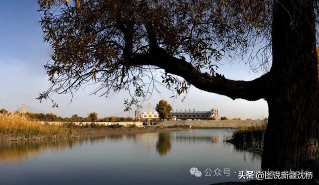 【塔里木河的记忆】塔里木河,再次唱出生命的歌(上)