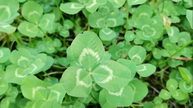 游汉江支流吉河—陕西安康汉江探访一