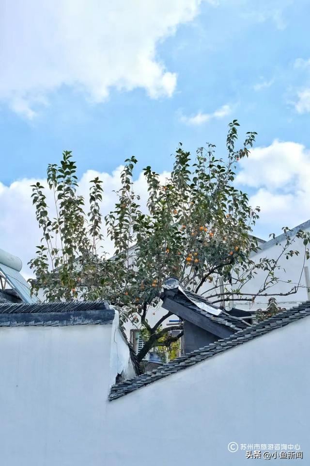 好多人在拍！苏州到底有谁在啊