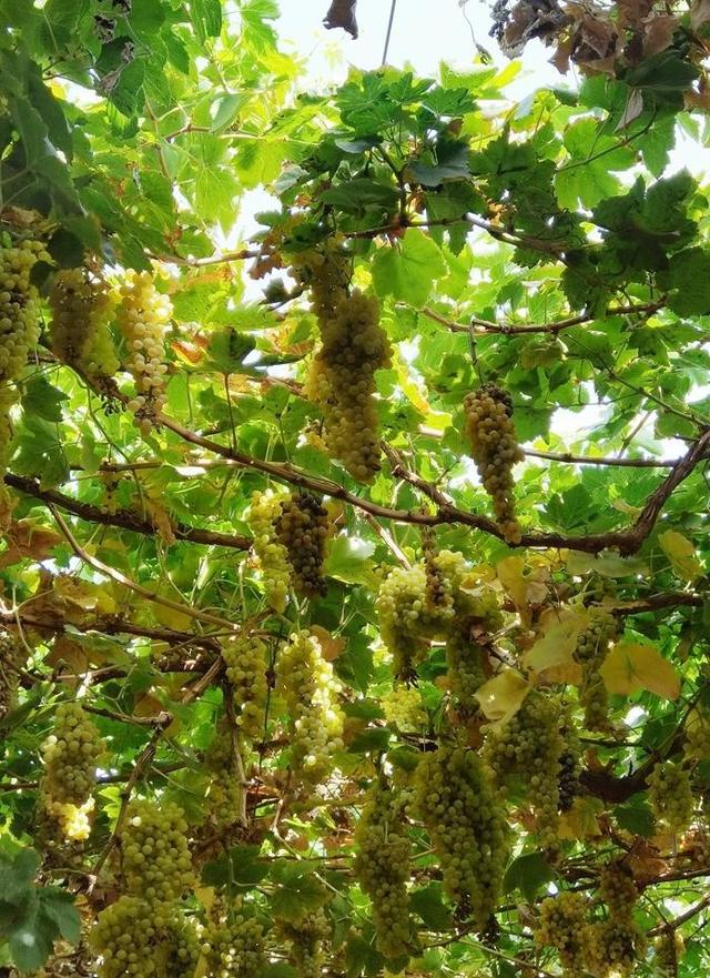 游新疆吐鲁番的坎儿井和葡萄沟