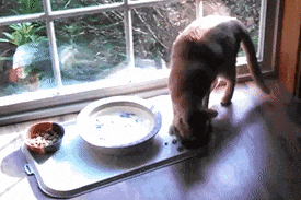 猫咪为什么在食物旁做出埋屎动作？