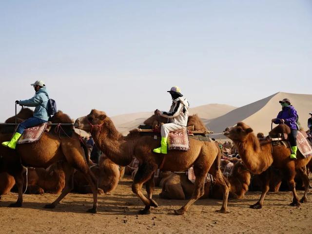 鸣沙山的骆驼悄悄“穿”上冬装啦！