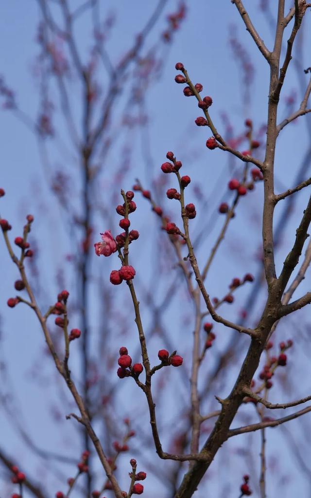 真香！张家港“梅”好将至