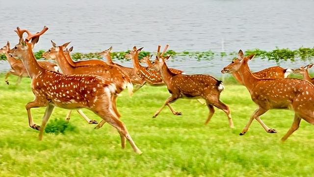 广州近郊新体验：马岭观花植物园打造“花海+萌宠”一站式畅玩地