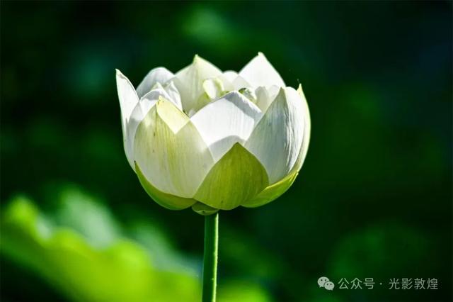 早晚凉风习习,敦煌党河风情线赏荷浪漫且惬意