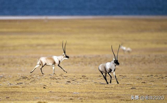 从此不再胡乱结伴：我没把你丢在无人区，仅仅因为你是女人
