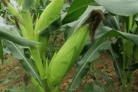 省钱又高产：玉米一亩三毛钱的喷肥配方，老把式用了都说好图片