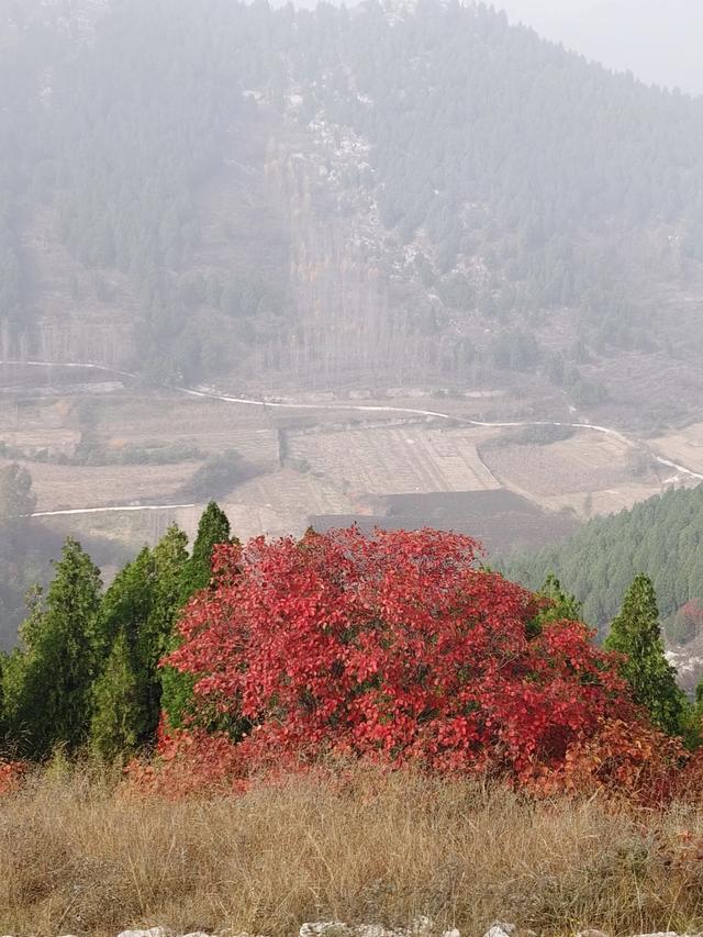 去博山盆泉张丹顶赏红叶