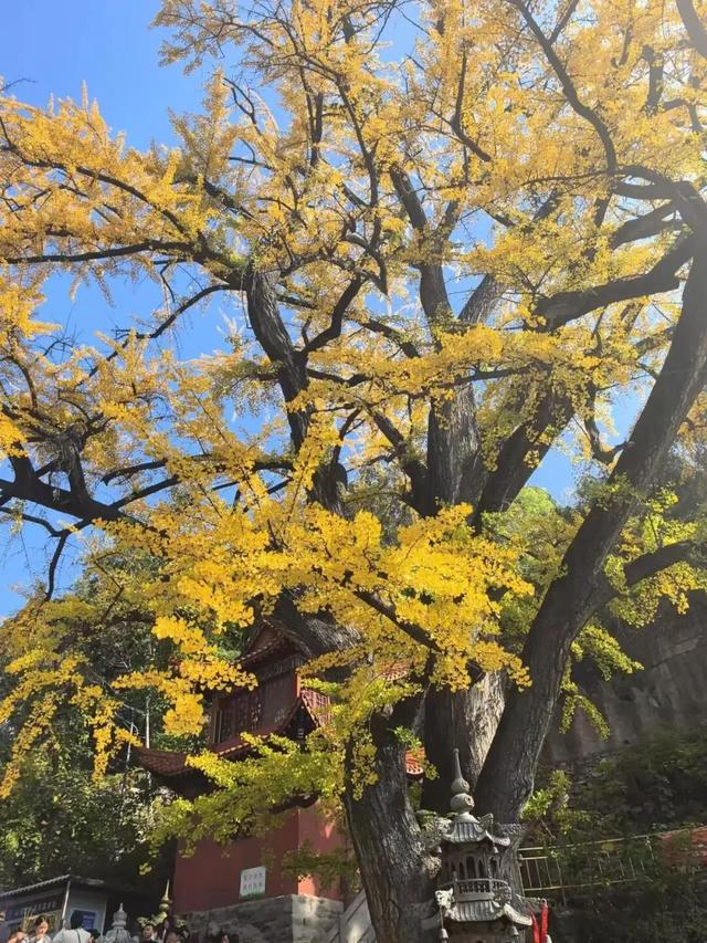 此刻的临沂，把清欢藏进风景里