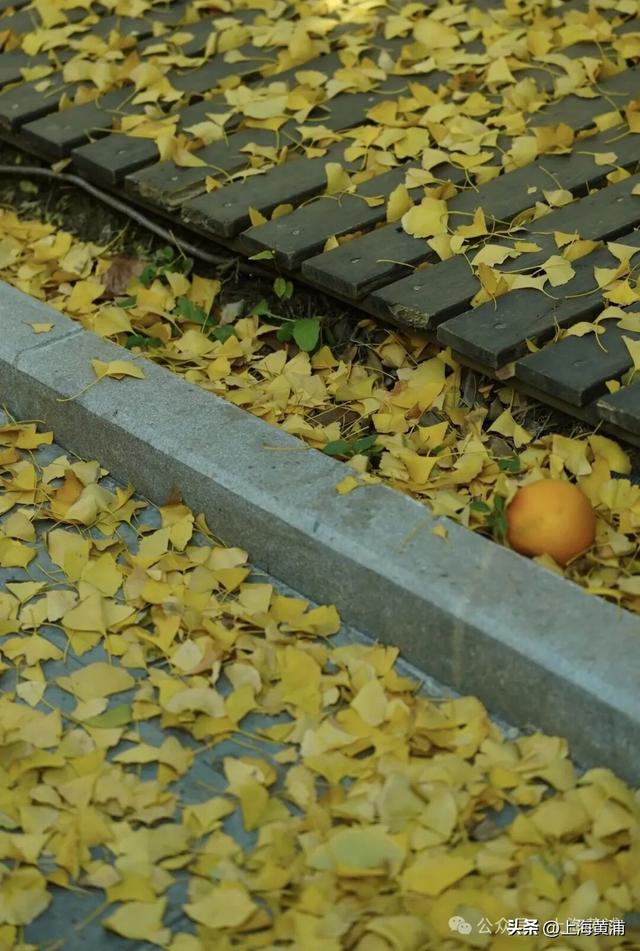 深秋限定！这条百年弄堂里尽是金色的浪漫！