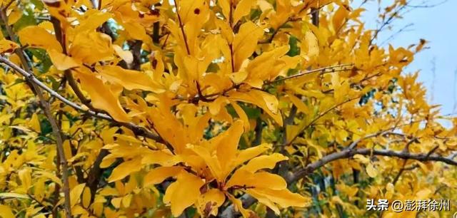 寻美薛城丨又见一年榴叶黄！