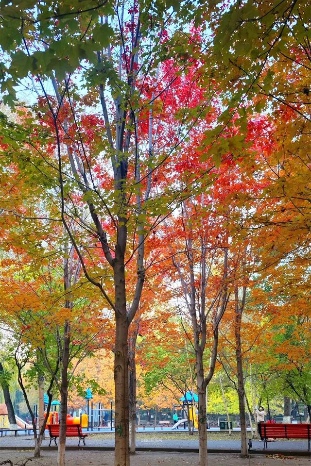 这样的哈尔滨，你见过吗？