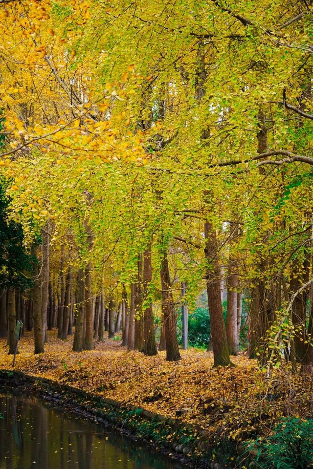 邂逅金黄，郫都初冬的银杏图鉴