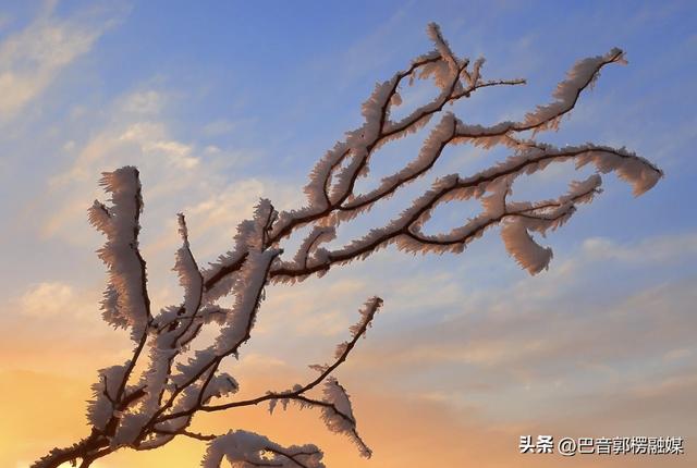 轮台胡杨林雾凇美出圈！这个冬天等你来打卡