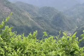 张家界莓茶介绍图片