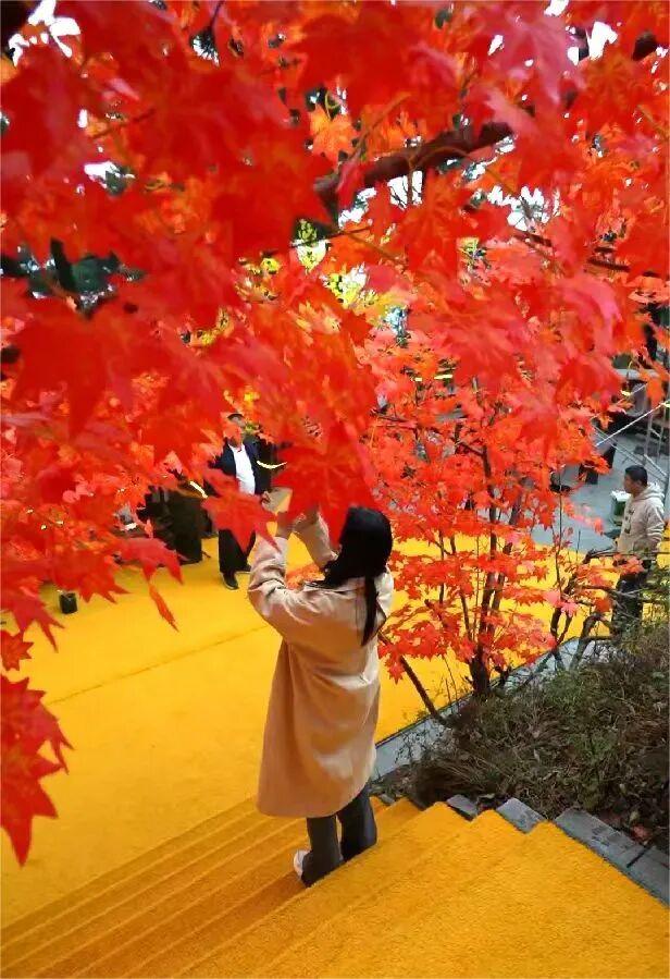 临沂这抹红，醉了秋日山水